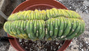 #EC276 EXACT Trichocereus Pachanoi Variegated Crested China Gold Cactus in 6” container