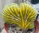 #EC276 EXACT Trichocereus Pachanoi Variegated Crested China Gold Cactus in 6” container