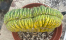 #EC276 EXACT Trichocereus Pachanoi Variegated Crested China Gold Cactus in 6” container