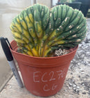 #EC276 EXACT Trichocereus Pachanoi Variegated Crested China Gold Cactus in 6” container
