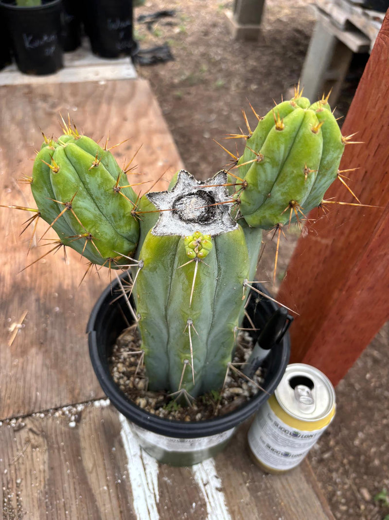 #EC278 EXACT Trichocereus Bridgesii Koehres seedgrown Cactus 10.5”