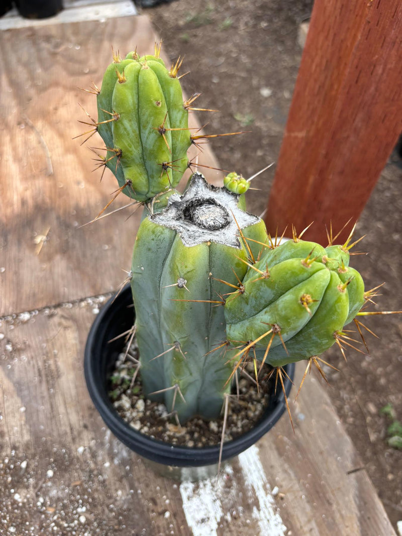#EC278 EXACT Trichocereus Bridgesii Koehres seedgrown Cactus 10.5”