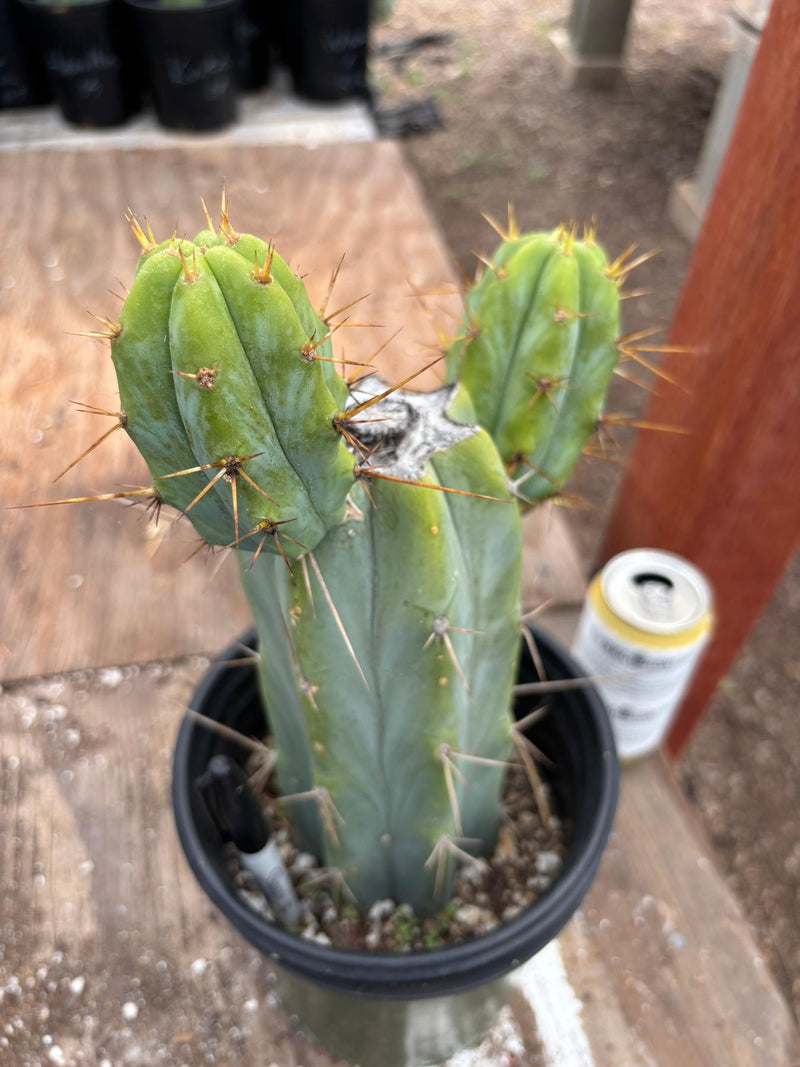 #EC278 EXACT Trichocereus Bridgesii Koehres seedgrown Cactus 10.5”