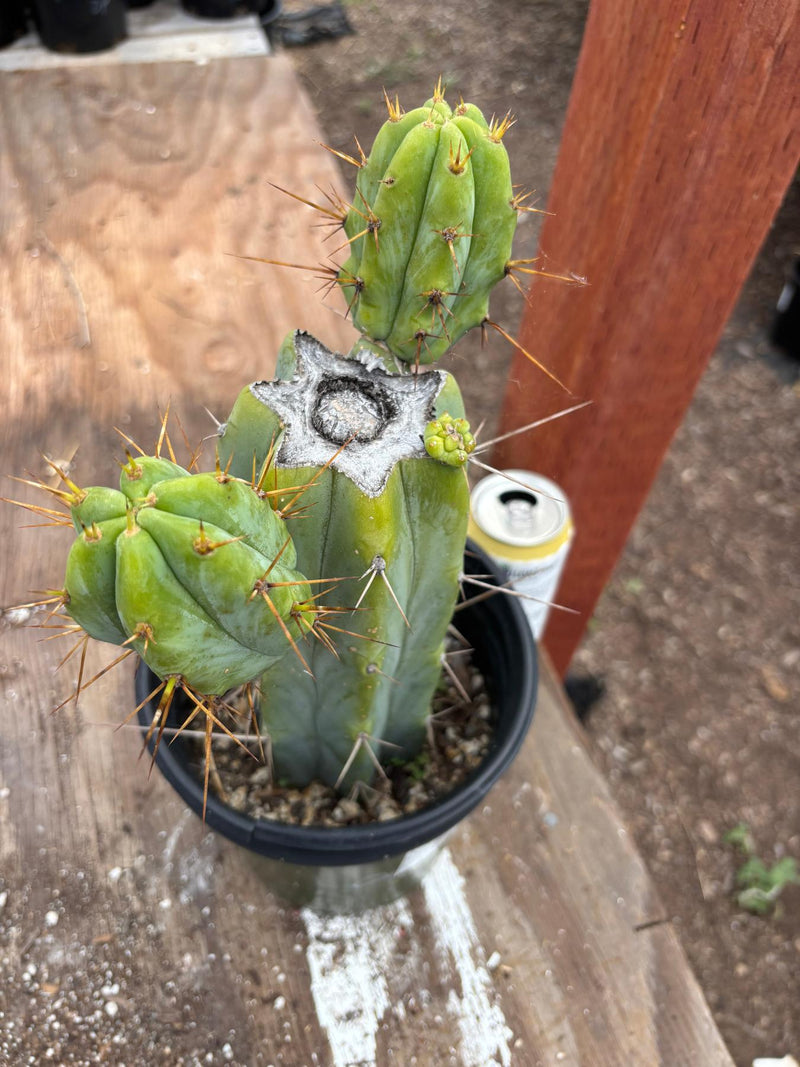#EC278 EXACT Trichocereus Bridgesii Koehres seedgrown Cactus 10.5”