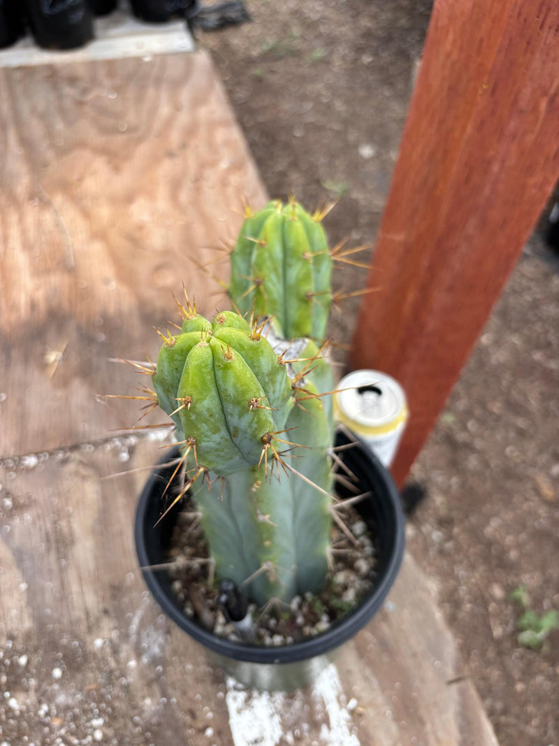 #EC278 EXACT Trichocereus Bridgesii Koehres seedgrown Cactus 10.5”