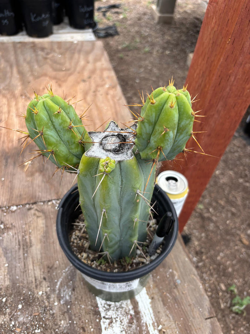 #EC278 EXACT Trichocereus Bridgesii Koehres seedgrown Cactus 10.5”