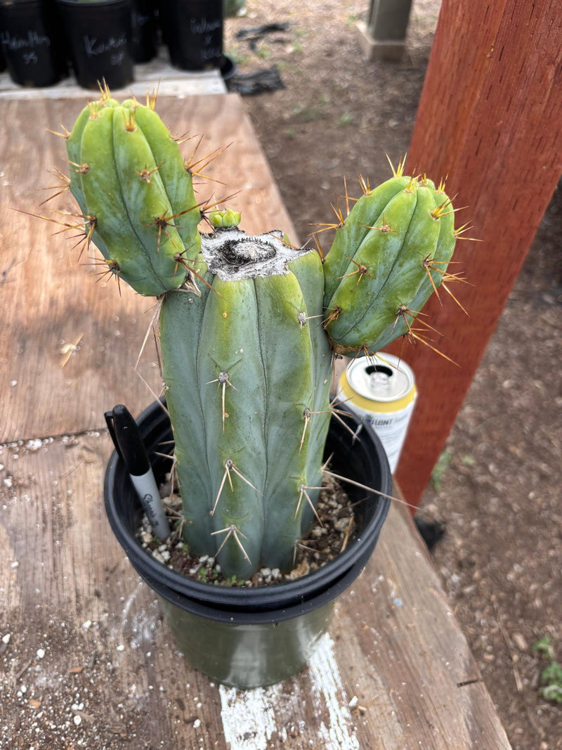 #EC278 EXACT Trichocereus Bridgesii Koehres seedgrown Cactus 10.5”