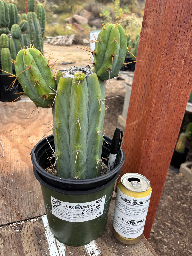 #EC278 EXACT Trichocereus Bridgesii Koehres seedgrown Cactus 10.5”