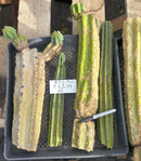 Cactus Cuttings Trichocereus Pachanoi Ornamental Lot Various Sizes Free Shipping Included