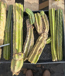 Cactus Cuttings Trichocereus Pachanoi Ornamental Lot Various Sizes Free Shipping Included