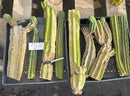 Cactus Cuttings Trichocereus Pachanoi Ornamental Lot Various Sizes Free Shipping Included