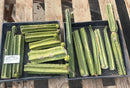 #EC281 EXACT Trichocereus TLC Pachanoi Cactus NOT-PC Grafting Bargain Cuttings Lot