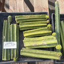 #EC281 EXACT Trichocereus TLC Pachanoi Cactus NOT-PC Grafting Bargain Cuttings Lot