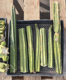 #EC281 EXACT Trichocereus TLC Pachanoi Cactus NOT-PC Grafting Bargain Cuttings Lot