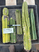 #EC281 EXACT Trichocereus TLC Pachanoi Cactus NOT-PC Grafting Bargain Cuttings Lot