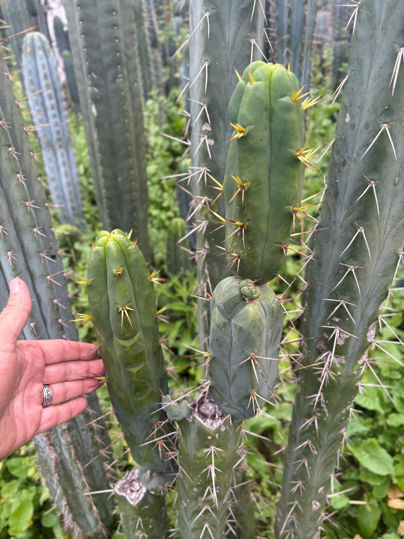 #EC283 EXACT Trichocereus Bridgesii EBAY “RB” Cactus Cutting 8”