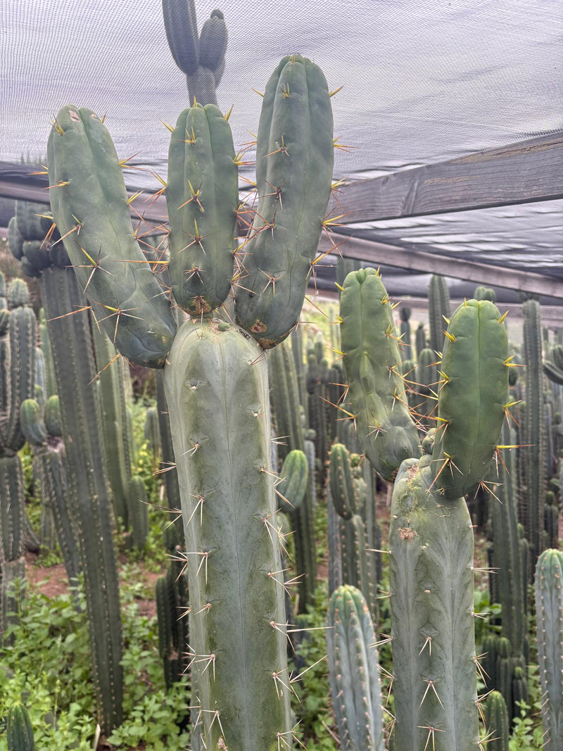 #EC283 EXACT Trichocereus Bridgesii EBAY “RB” Cactus Cutting 8”