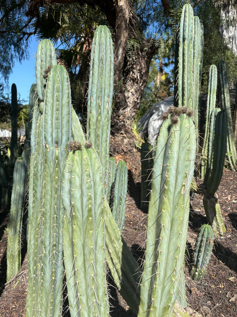 #EC283 EXACT Trichocereus Bridgesii EBAY “RB” Cactus Cutting 8”
