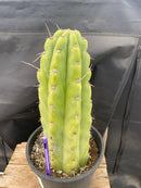 #EC284 EXACT Trichocereus  Cactus 12"