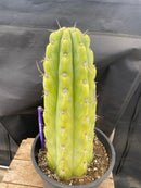 #EC284 EXACT Trichocereus  Cactus 12"