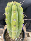 #EC284 EXACT Trichocereus  Cactus 12"