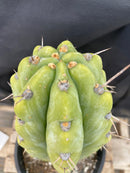 #EC284 EXACT Trichocereus  Cactus 12"