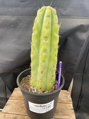 #EC284 EXACT Trichocereus  Cactus 12"