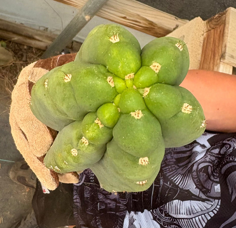 #EC286 Beau’s Exact Trichocereus Cactus Cutting Page