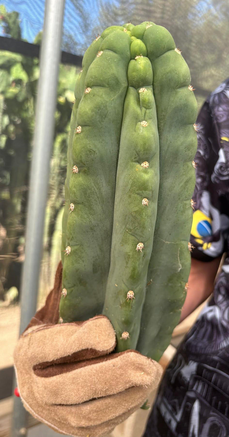#EC286 Beau’s Exact Trichocereus Cactus Cutting Page