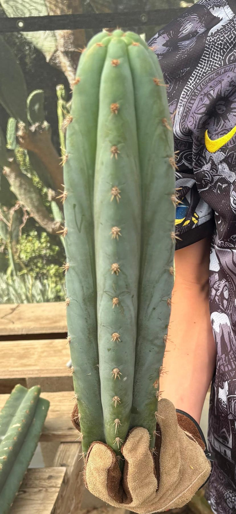 #EC286 Beau’s Exact Trichocereus Cactus Cutting Page