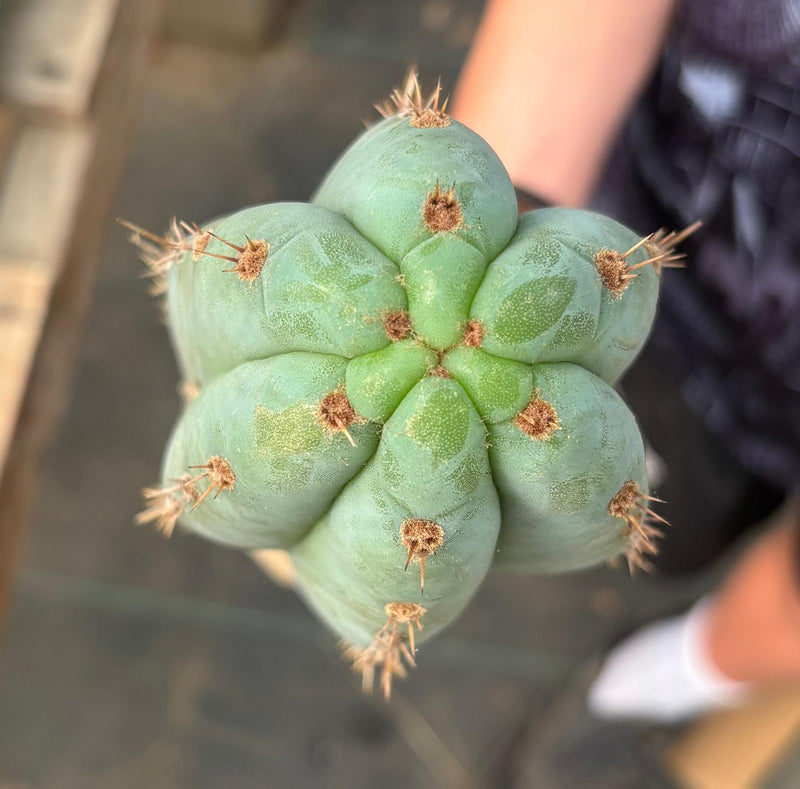 #EC286 Beau’s Exact Trichocereus Cactus Cutting Page
