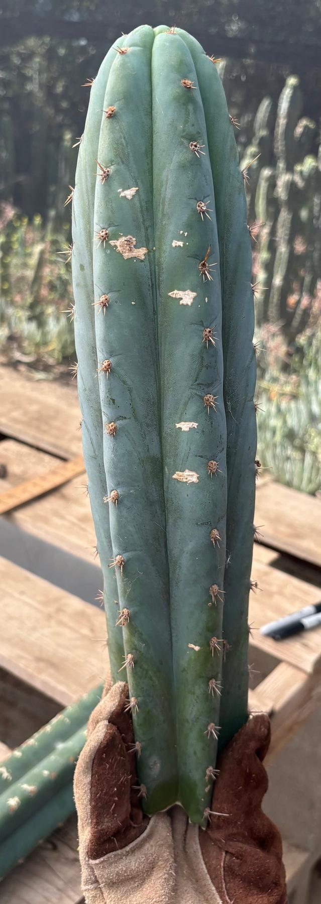 #EC286 Beau’s Exact Trichocereus Cactus Cutting Page