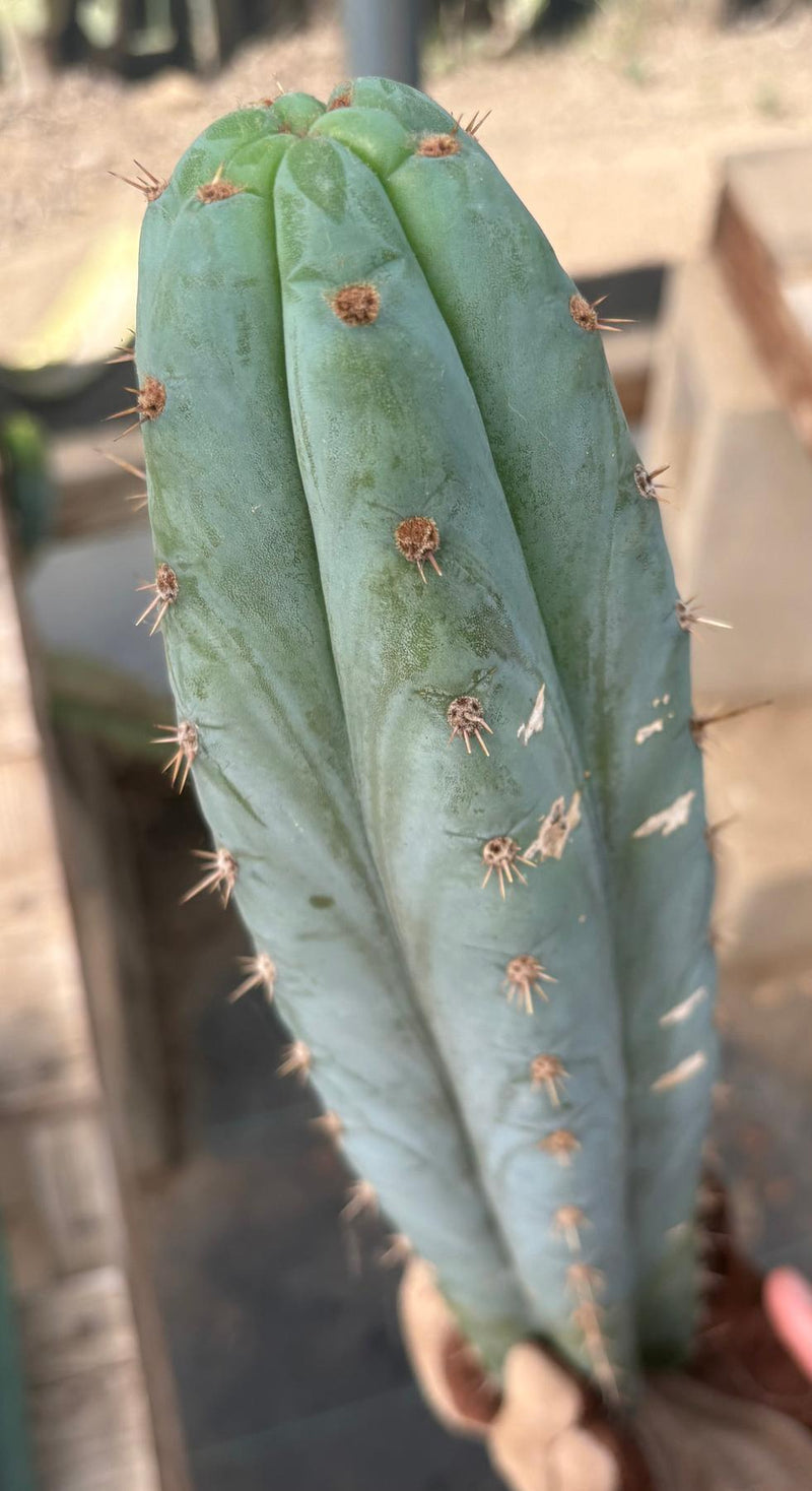 #EC286 Beau’s Exact Trichocereus Cactus Cutting Page