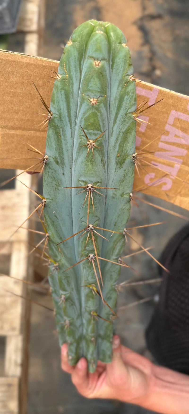#EC286 Beau’s Exact Trichocereus Cactus Cutting Page
