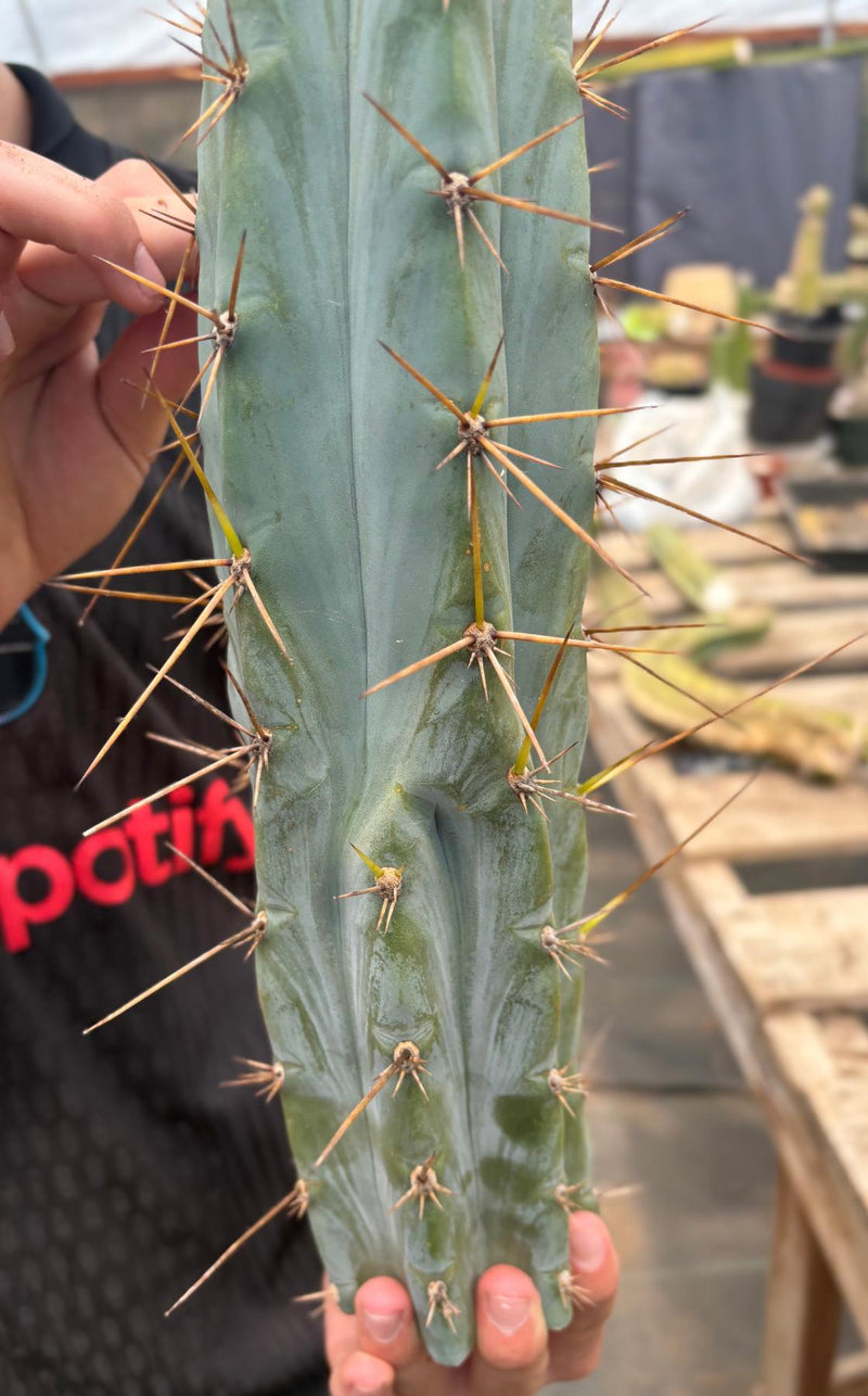 #EC286 Beau’s Exact Trichocereus Cactus Cutting Page