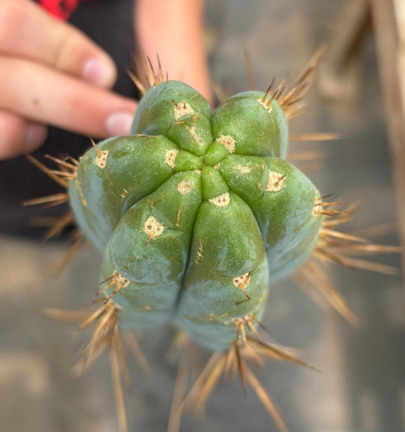 #EC286 Beau’s Exact Trichocereus Cactus Cutting Page