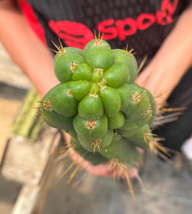 #EC286 Beau’s Exact Trichocereus Cactus Cutting Page