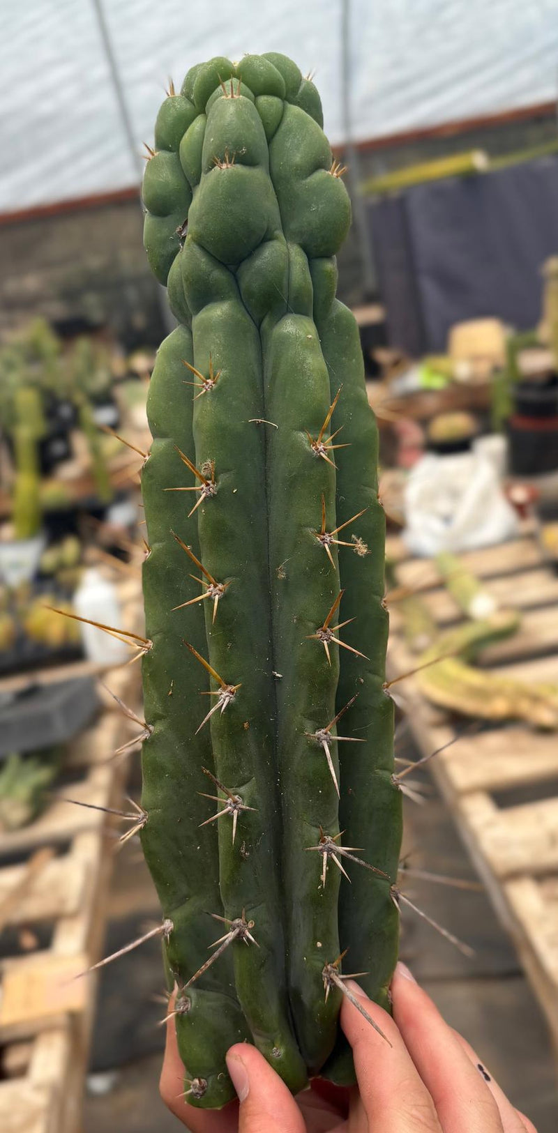 #EC286 Beau’s Exact Trichocereus Cactus Cutting Page
