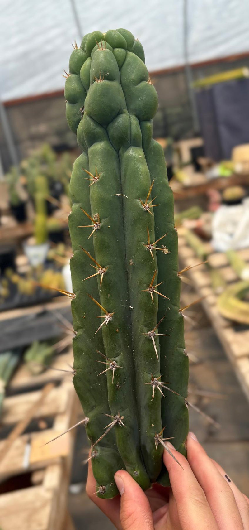 #EC286 Beau’s Exact Trichocereus Cactus Cutting Page