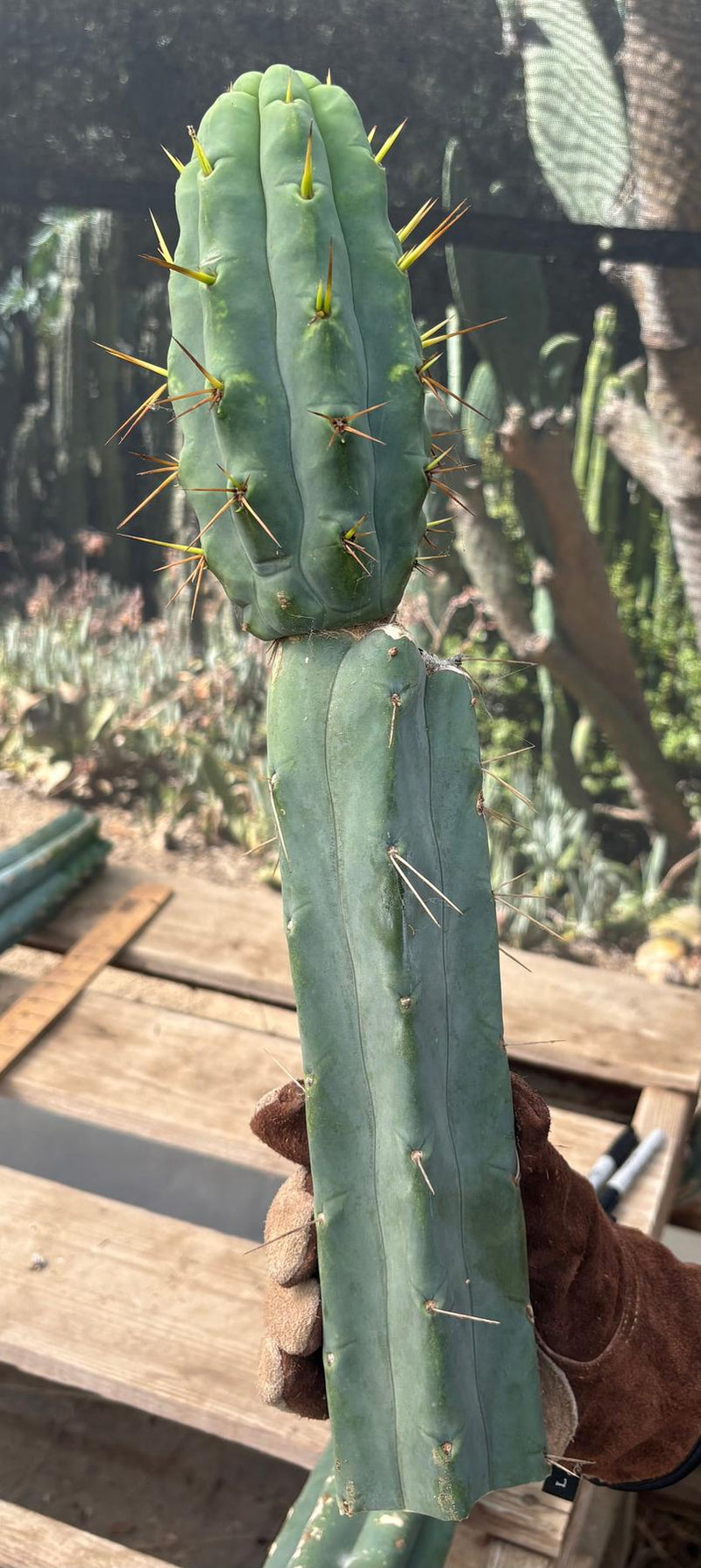 #EC286 Beau’s Exact Trichocereus Cactus Cutting Page