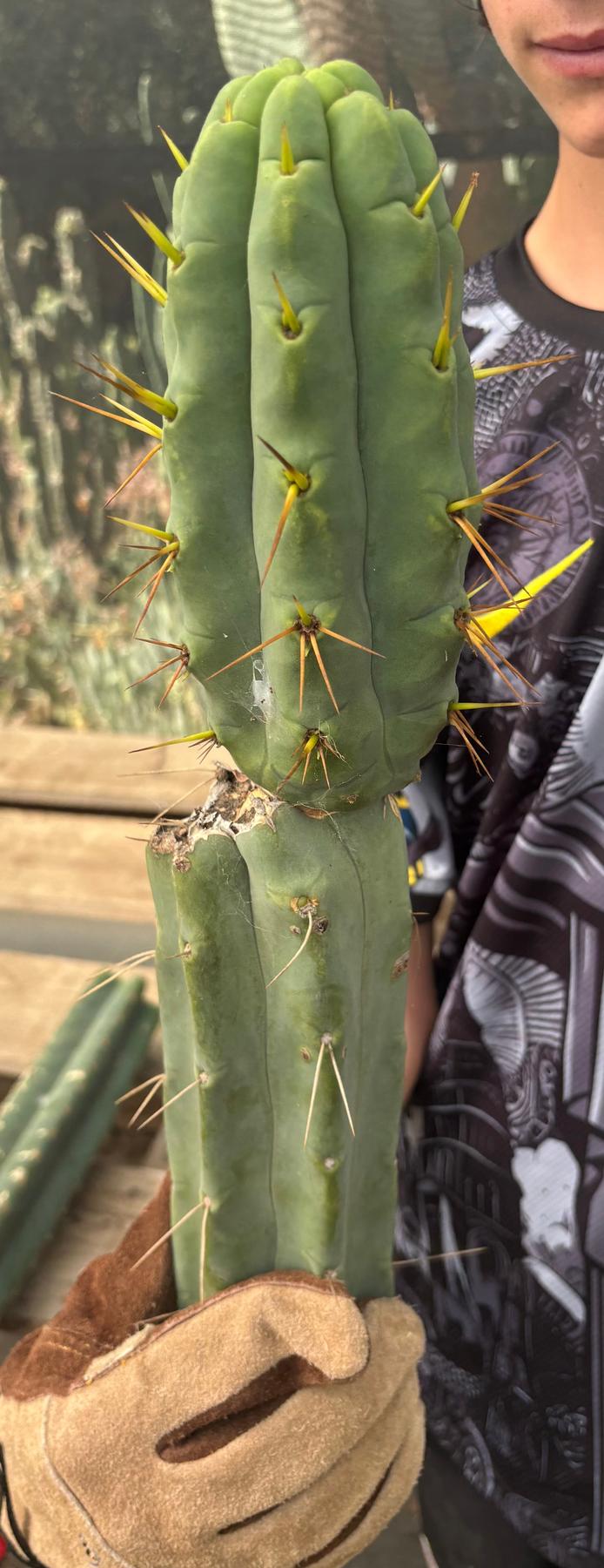 #EC286 Beau’s Exact Trichocereus Cactus Cutting Page