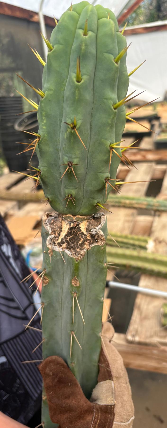 #EC286 Beau’s Exact Trichocereus Cactus Cutting Page