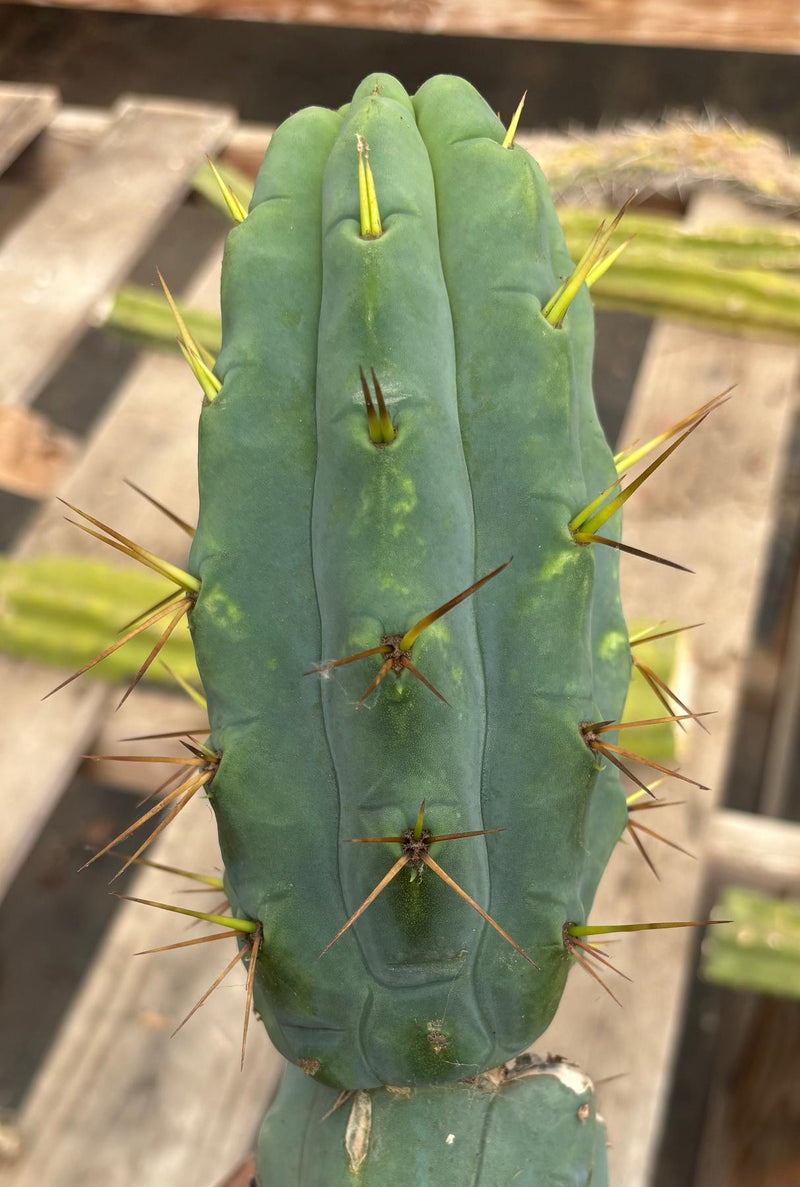 #EC286 Beau’s Exact Trichocereus Cactus Cutting Page