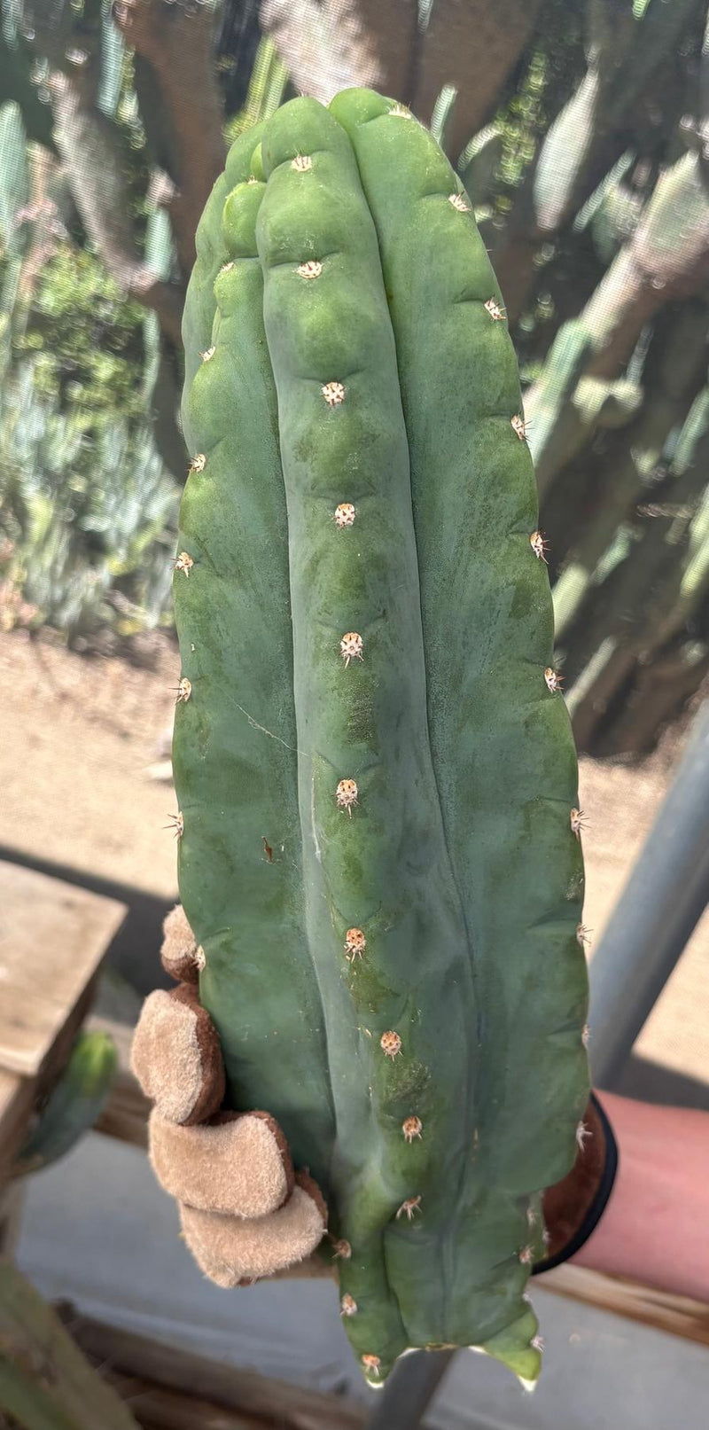 #EC286 Beau’s Exact Trichocereus Cactus Cutting Page