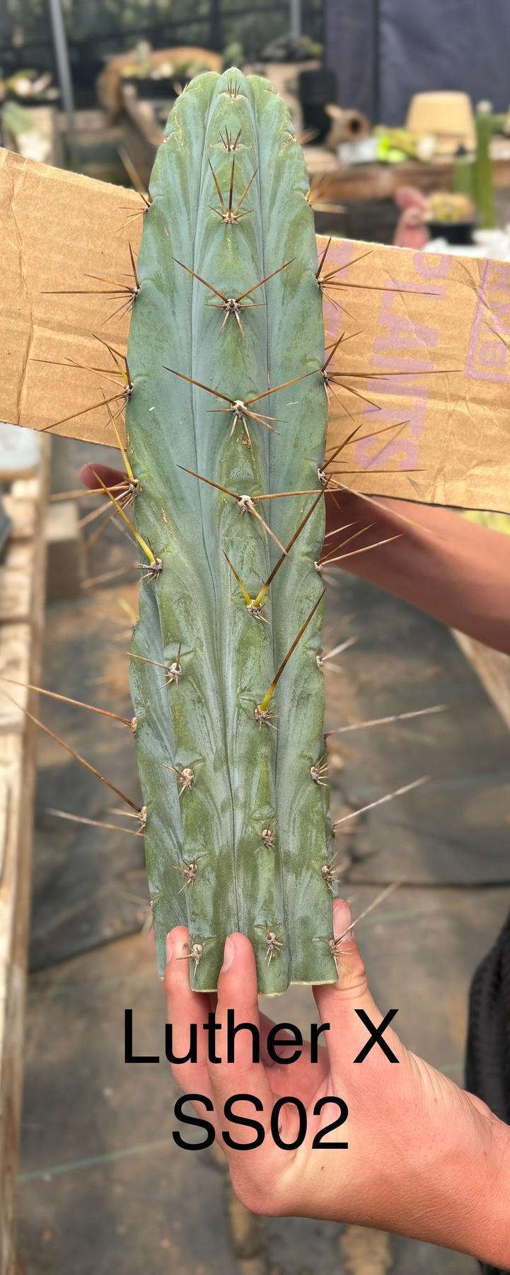 #EC286 Beau’s Exact Trichocereus Cactus Cutting Page