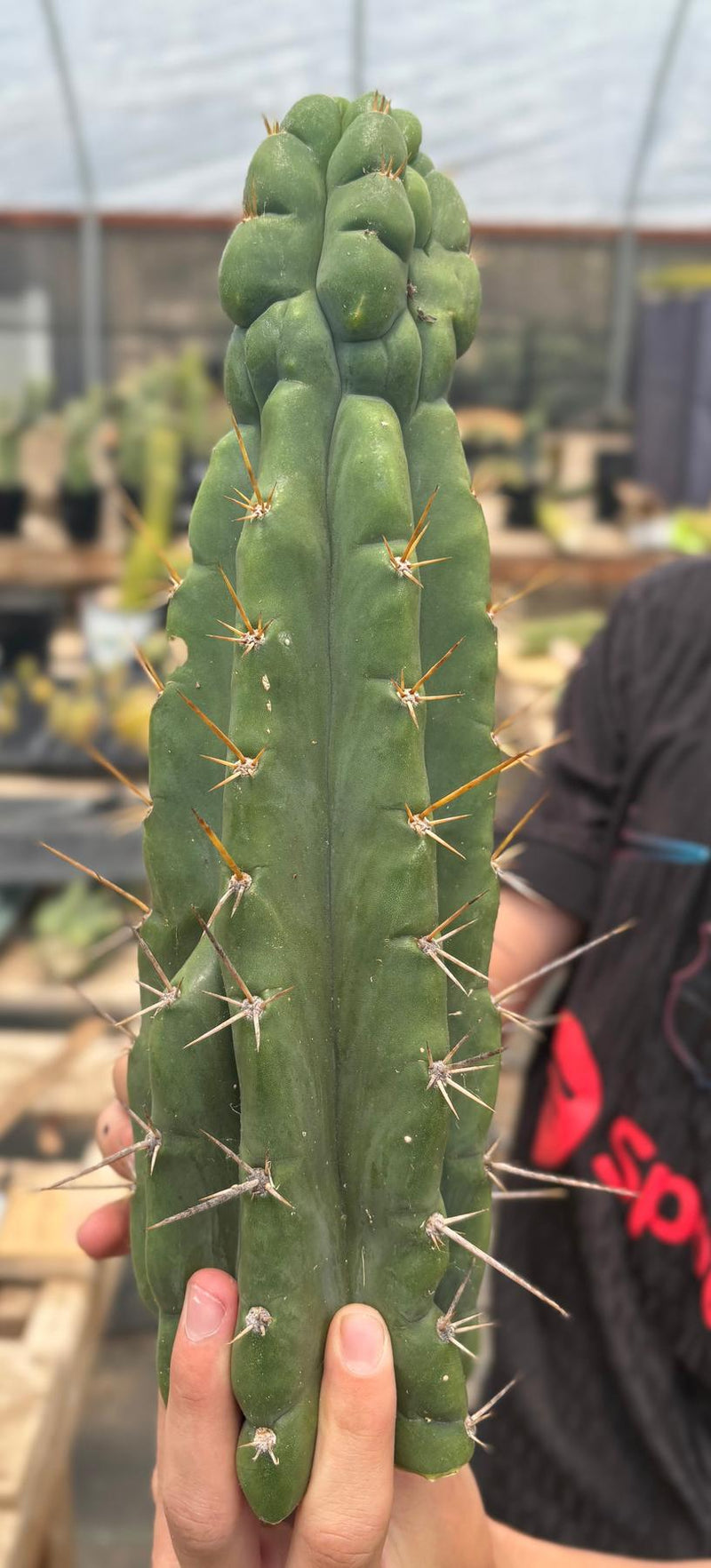 #EC286 Beau’s Exact Trichocereus Cactus Cutting Page