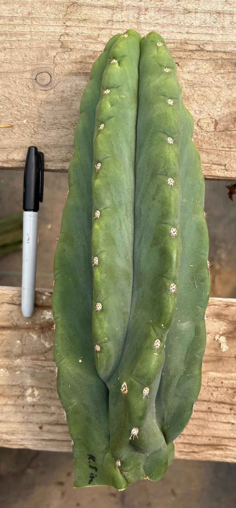 #EC286 Beau’s Exact Trichocereus Cactus Cutting Page