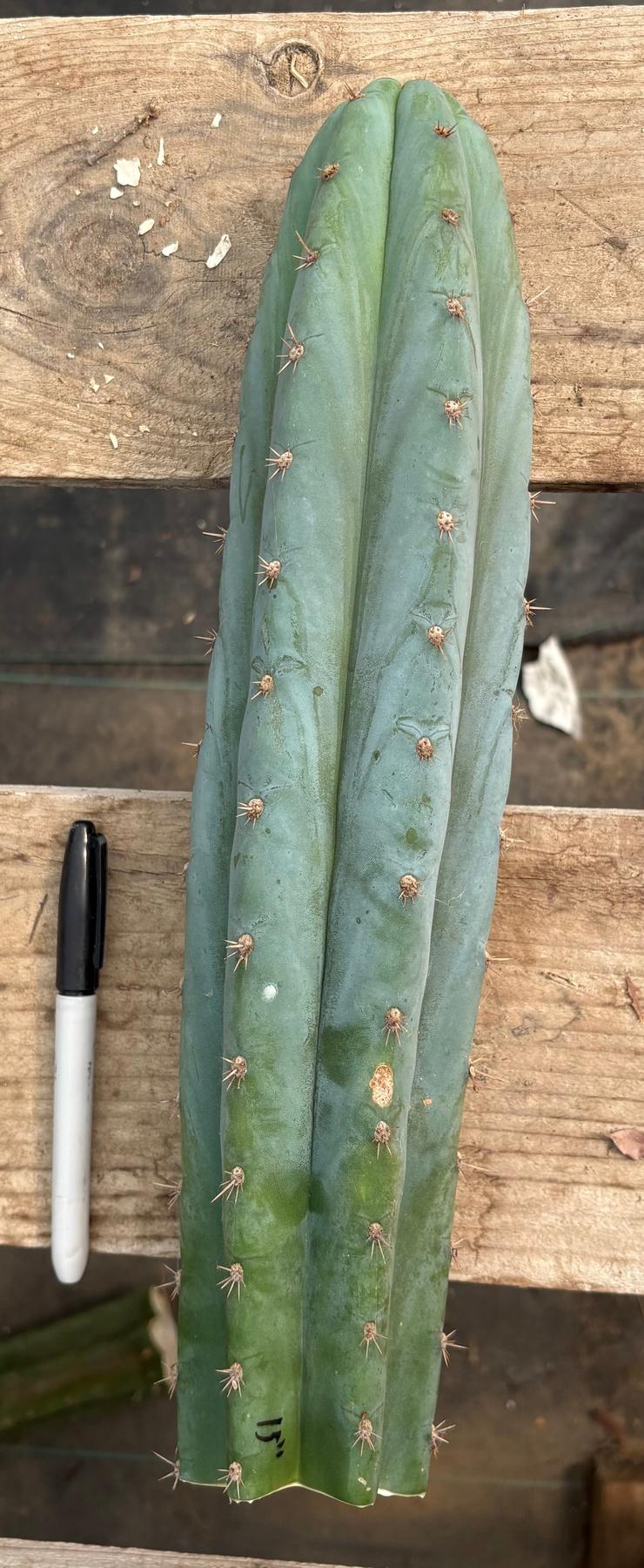 #EC286 Beau’s Exact Trichocereus Cactus Cutting Page