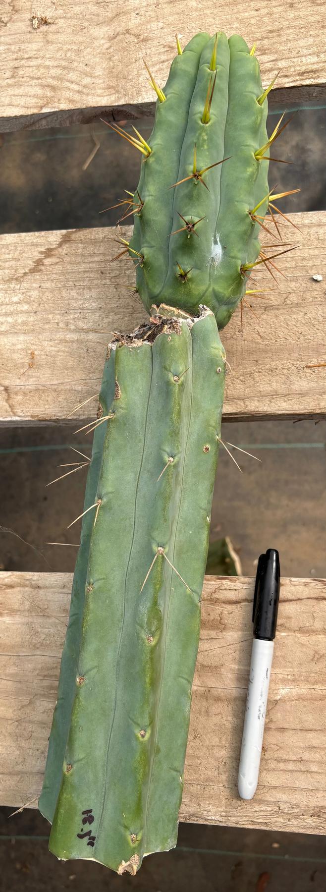 #EC286 Beau’s Exact Trichocereus Cactus Cutting Page