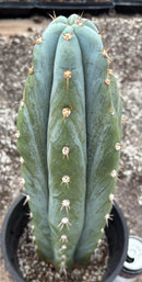 Cactus Trichocereus Peruvianus 16in Blue Glaucous TSSBP Peru